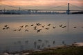 Geese flying with Bronx-Whitestone Bridge and Manhattan in the background